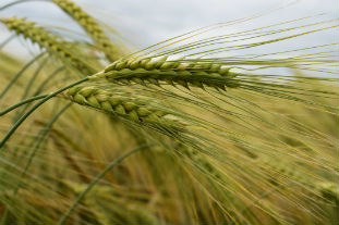 Barley scientists discover path to improved grain quality 